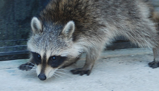 Raccoon Removal in Brownsburg