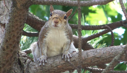 Squirrel Removal in Brownsburg